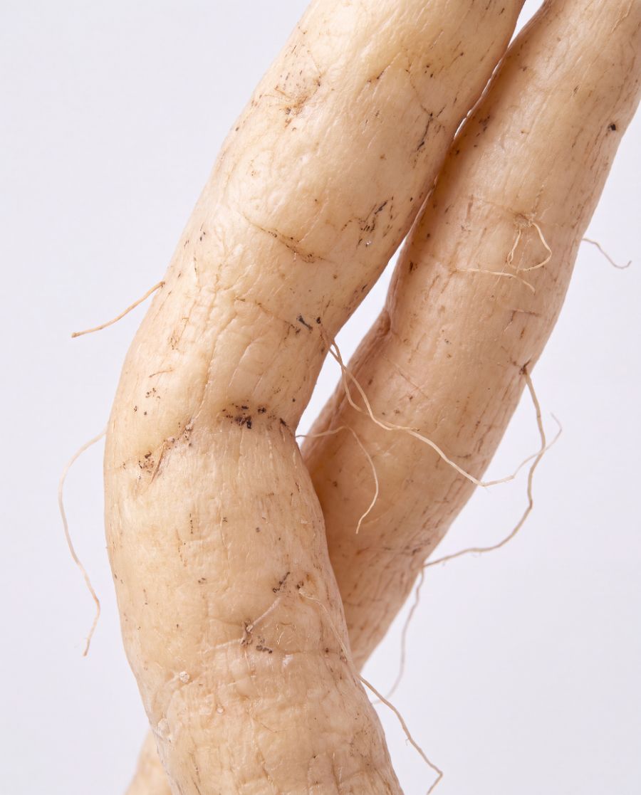 Shatavari root, the hero ingredient