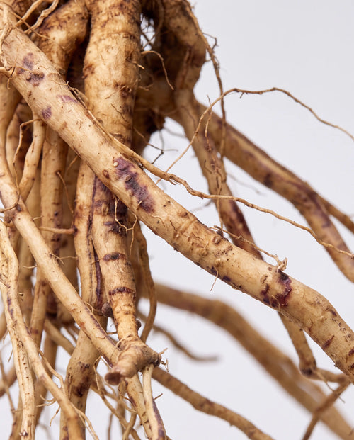 Ashwagandha (KSM-66®)