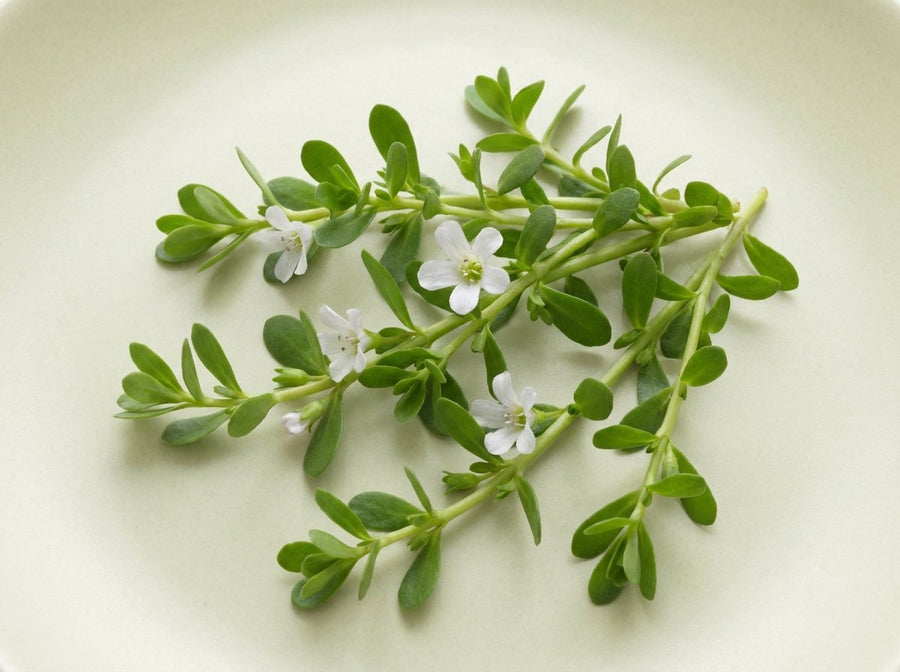 Bacopa monnieri